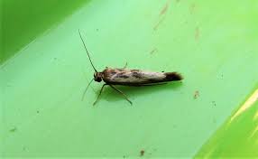 Attēlu rezultāti vaicājumam “Scythris limbella”