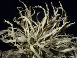 Attēlu rezultāti vaicājumam “Ramalina farinacea”