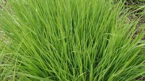 Attēlu rezultāti vaicājumam “Molinia caerulea fruit”