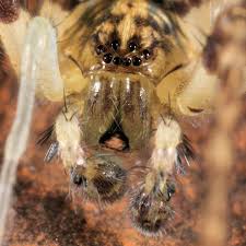 Attēlu rezultāti vaicājumam “Anyphaena accentuata male”