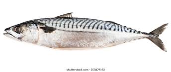 Image result for Scomber scombrus