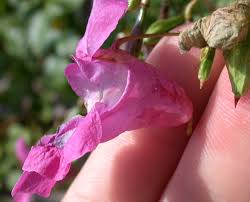 Attēlu rezultāti vaicājumam “Impatiens glandulifera flower”