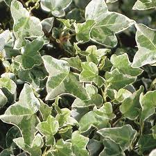 Attēlu rezultāti vaicājumam “Hedera helix”