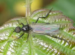 Attēlu rezultāti vaicājumam “Bibionidae”