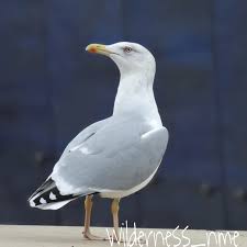 Attēlu rezultāti vaicājumam “Larus argentatus”