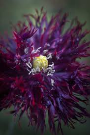 Image result for Papaver somniferum Black