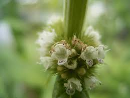 Attēlu rezultāti vaicājumam “Lycopus europaeus flower”