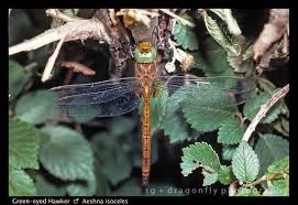 Attēlu rezultāti vaicājumam “Aeshna isoceles”