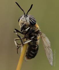 Attēlu rezultāti vaicājumam “Heptatoma pellucens”