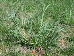 Attēlu rezultāti vaicājumam “Dactylis glomerata subsp. glomerata”