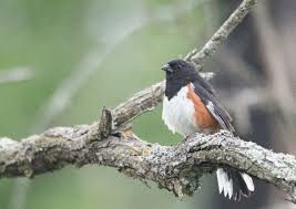 Image result for Pipilo erythrophthalmus