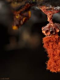 Attēlu rezultāti vaicājumam “Metatrichia vesparia”