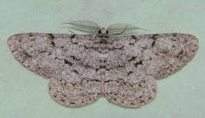 Attēlu rezultāti vaicājumam “Hypomecis roboraria”