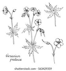 Attēlu rezultāti vaicājumam “Geranium pratense bud”