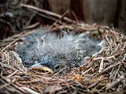 Attēlu rezultāti vaicājumam “Motacilla alba nest”