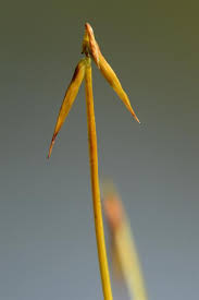 Attēlu rezultāti vaicājumam “Carex pauciflora”