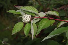 Attēlu rezultāti vaicājumam “Cornus sericea”