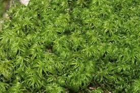 Attēlu rezultāti vaicājumam “Tortella tortuosa”