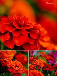 「ジート 花の魔法使いマリーベル」の画像検索結果