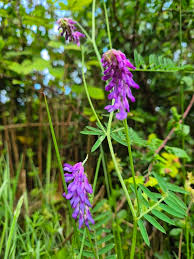 Attēlu rezultāti vaicājumam “Vicia cracca”