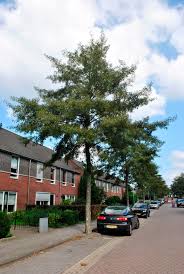 Attēlu rezultāti vaicājumam “Alnus incana”