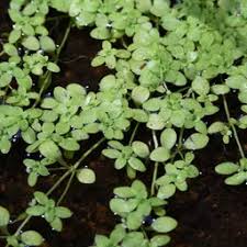 Attēlu rezultāti vaicājumam “Callitriche verna leaf”