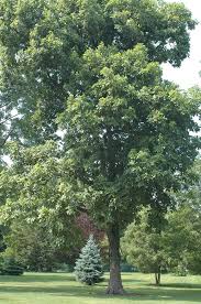 Attēlu rezultāti vaicājumam “Carya ovata”