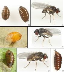 Attēlu rezultāti vaicājumam “Phytomyza minuscula”
