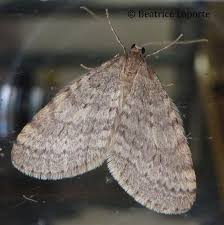 Attēlu rezultāti vaicājumam “Operophtera”