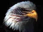 American Eagle Wallpapers | HD Wallpapers Inn