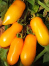 Afbeeldingsresultaat voor banana legs tomato