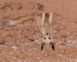 Attēlu rezultāti vaicājumam “Vulpes vulpes  adult”