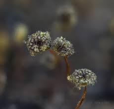 Attēlu rezultāti vaicājumam “Physarum murinum stalked”
