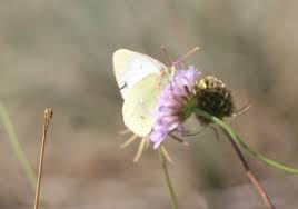 Attēlu rezultāti vaicājumam “Colias palaeno female”