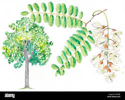 Attēlu rezultāti vaicājumam “Robinia pseudoacacia”