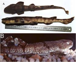 Image result for Haploblepharus pictus