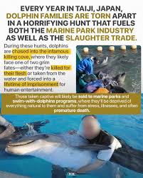 Image result for japan dolphin slaughter