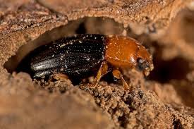 Attēlu rezultāti vaicājumam “Triplax russica”