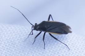 Attēlu rezultāti vaicājumam “Capsodes gothicus”