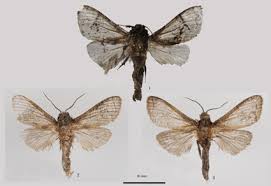 Attēlu rezultāti vaicājumam “Cossidae”