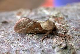 Attēlu rezultāti vaicājumam “Hepialus sylvina female”