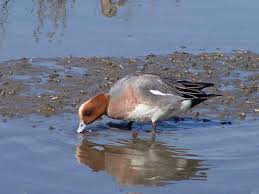 Attēlu rezultāti vaicājumam “Anas penelope”