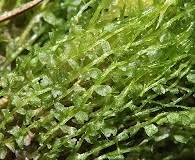 Attēlu rezultāti vaicājumam “Trilophozia quinquedentata”