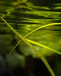 Attēlu rezultāti vaicājumam “Subularia aquatica leaf”