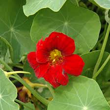 Image result for Tropaeolum majus