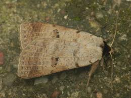 Attēlu rezultāti vaicājumam “Lygephila viciae”