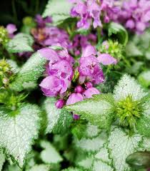 Attēlu rezultāti vaicājumam “Lamium”