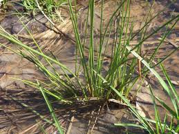 Attēlu rezultāti vaicājumam “Isoetaceae”