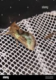 Attēlu rezultāti vaicājumam “Diachrysia tutti”