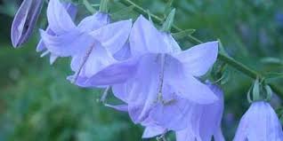 Attēlu rezultāti vaicājumam “Campanula rapunculoides flower”